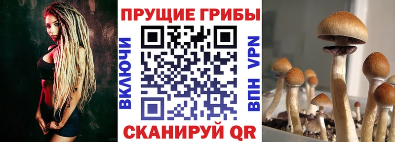 Псилоцибиновые грибы Psilocybe  Афипский 